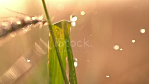 A locust jumps out of the grass, fleeing from a predatory fish