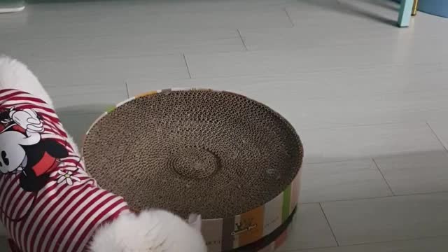 Short-legged Munchkin Cat Exploring New Toys