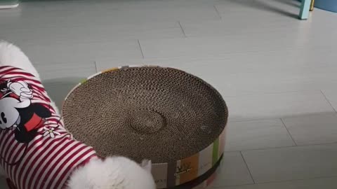 Short-legged Munchkin Cat Exploring New Toys