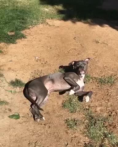 Rolling around in the dirt