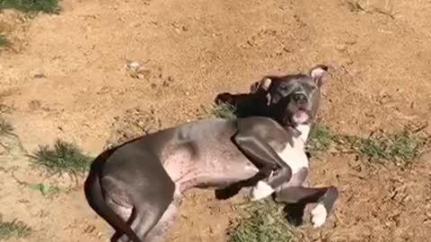 Rolling around in the dirt