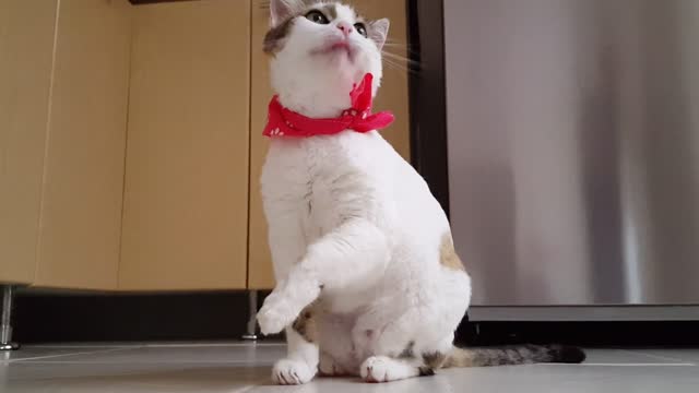 Смешной кот чистит себя - funny cat cleans himself