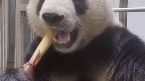 panda eats bamboo