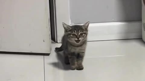 The kitten barks like a dog