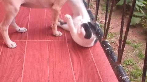 Funny dog & cat