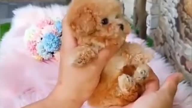Really Small , Cute Puppy | | #Shorts - 470