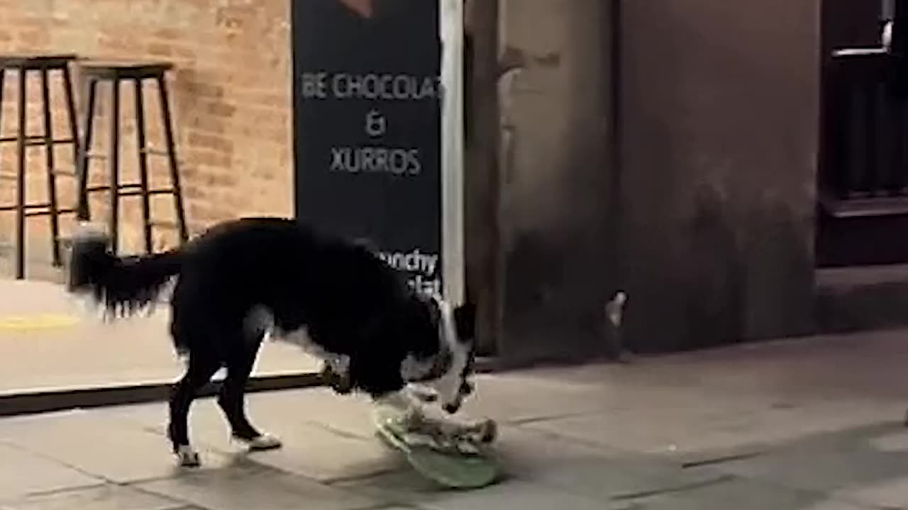 Skater Dog Tries Out Some New tricks