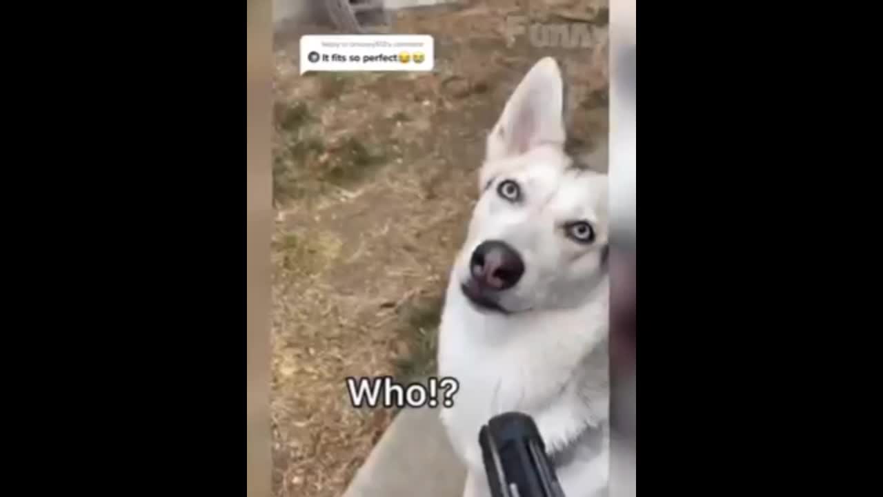 Dogs favorite President