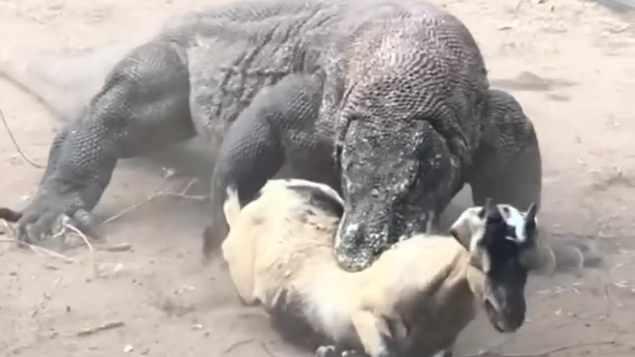 Comodo dragon attacks on goat😱😱