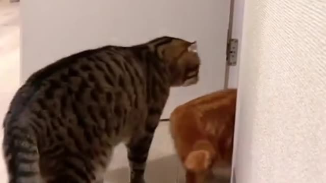 Look only that cat