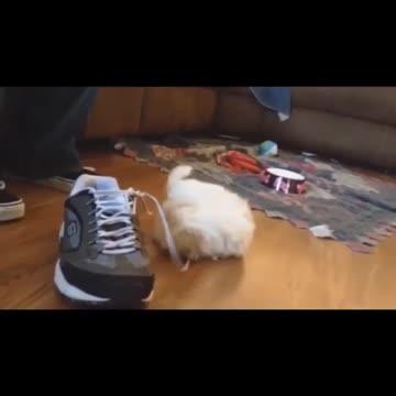 This is great Found from YouTuber Tiger Funnies