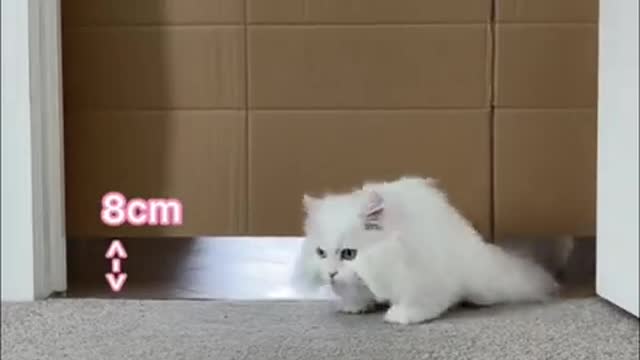 ΔΕΝ ΕΧΕΤΕ ΞΑΝΑΔΕΙ ΤΕΤΟΙΑ ΓΑΤΑ.