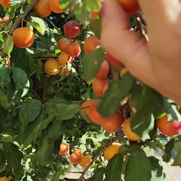 Collecting mirabelles