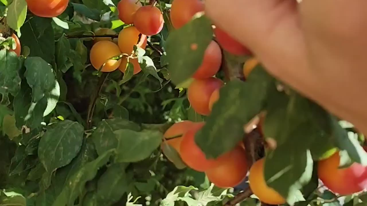 Collecting mirabelles