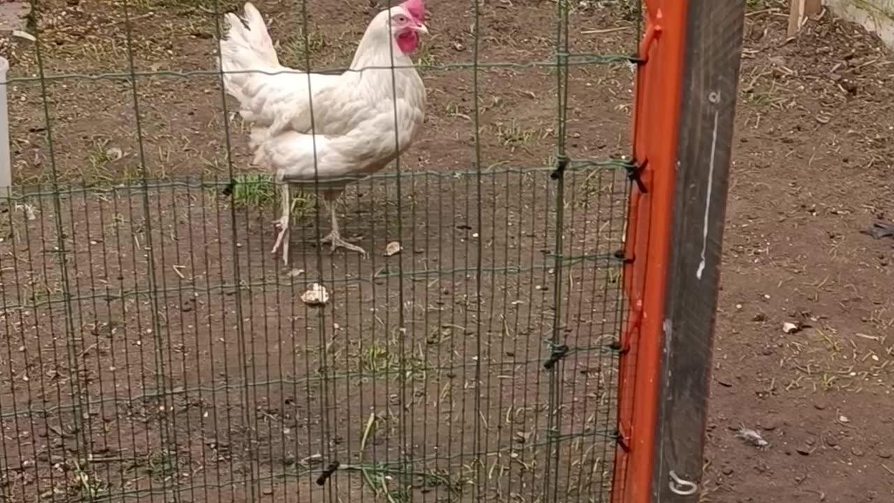 My chickens and rabits live happily together side by side