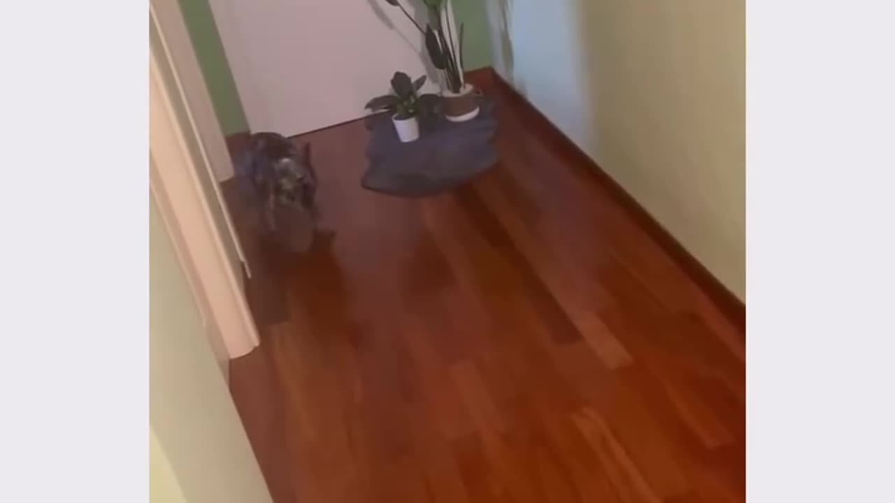 FFuny dog