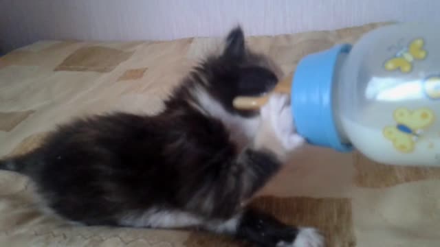 Kitten learns to eat