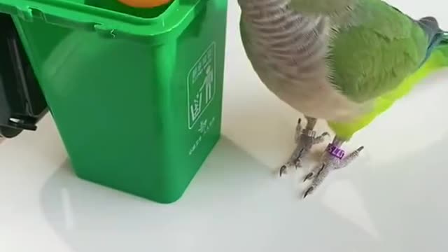 Cute Baby Parrot Funny Parrots and Birds