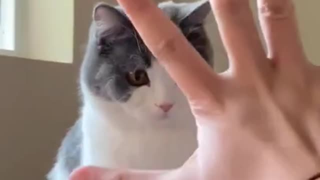 Funny cat video | Cute Cat