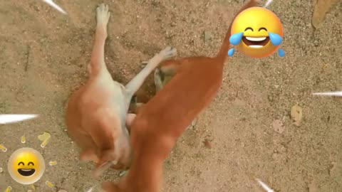 Funny animals - Funny cats _ dogs - Funny animal videos _ Best videos 2024