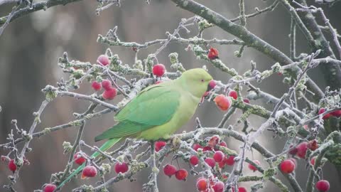 a parakeet surrounded by red berries ...