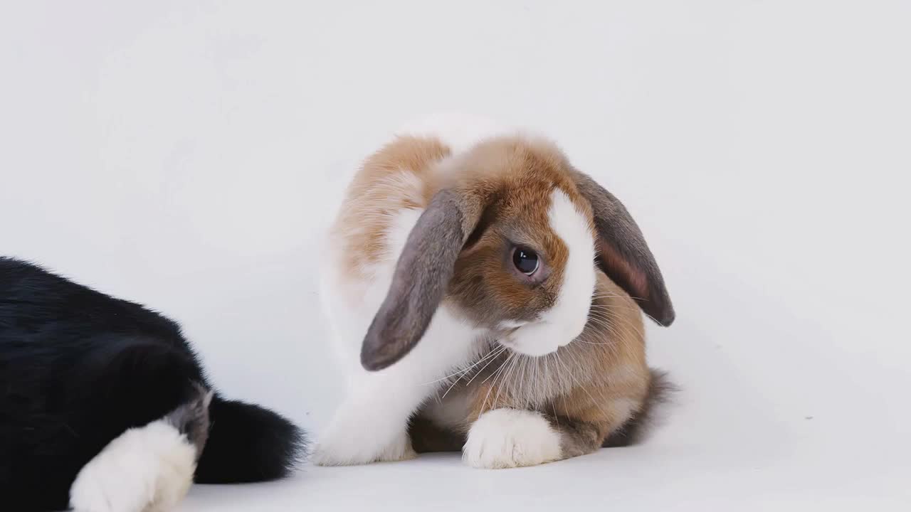 Studio Shot Of Two Miniature Flop Eared Rabbits Cleaning Themselves Against White Background