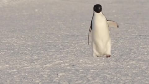 Adélie penguin 🐧