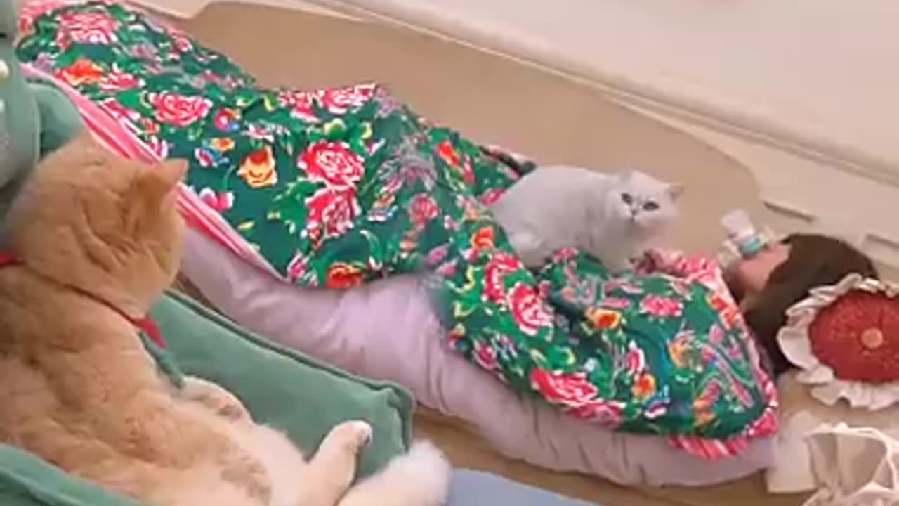 funny cats video