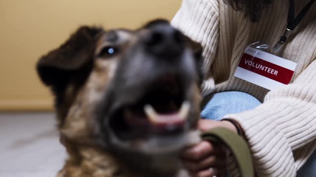 Close Up View of a Dog Being Pet by a Volunteer Dog Training Video