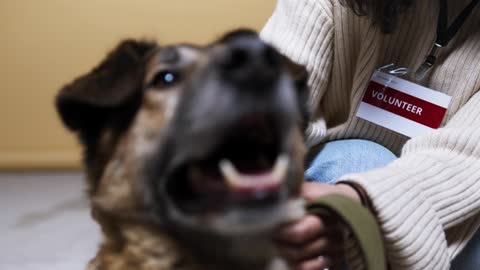 Close Up View of a Dog Being Pet by a Volunteer Dog Training Video