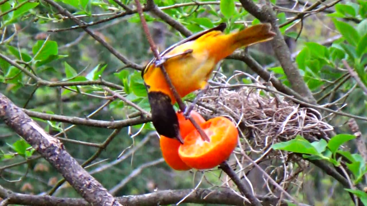 Orioles