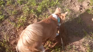 Digging for Gophers