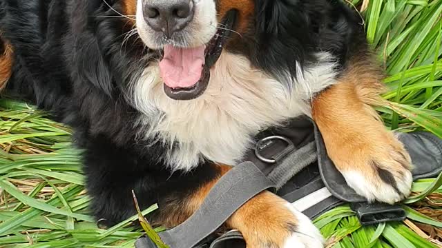 Everything is a toy for this Bernese Mountain Dog