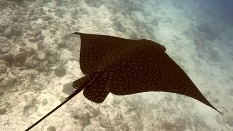 AMAZING BEAUTY!!! UNDERSEA WORLD!!! CORAL REEF!!!