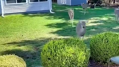 This kind man rescues a deer 🦌🥺👌