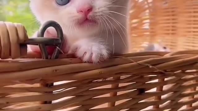 Funny cat 🐈🐈