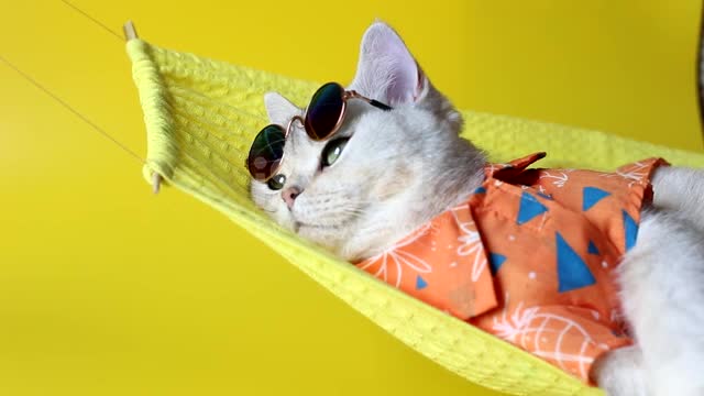 Adorable white cat in sunglasses and an shirt #cute cat #cat short