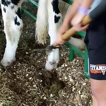 COWS AT KENOSHA COUNTY FAIR
