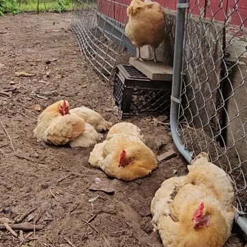 OMC! Does it get cuter than these little chickens? Probably not by much! #cute #chickens #shorts