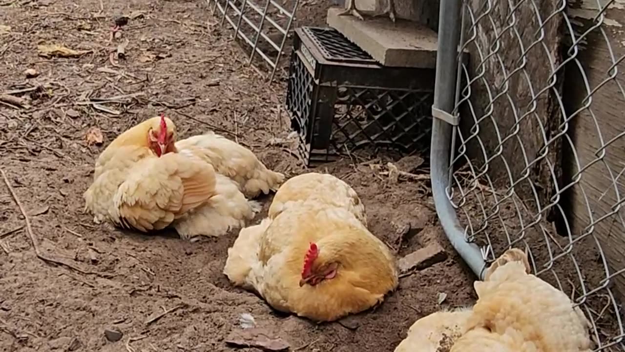 OMC! Does it get cuter than these little chickens? Probably not by much! #cute #chickens #shorts