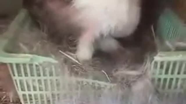 Mama Rabbit Giving Birth Live In A Farm 2022