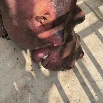 Hippo-licious and loving every moment at the zoo! 🦛❤️ #hippo #zoo #animals #shorts #viralvideo #fyp