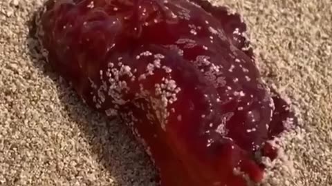 Wildlife & Funs