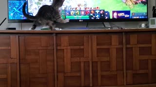 dota 2, cat