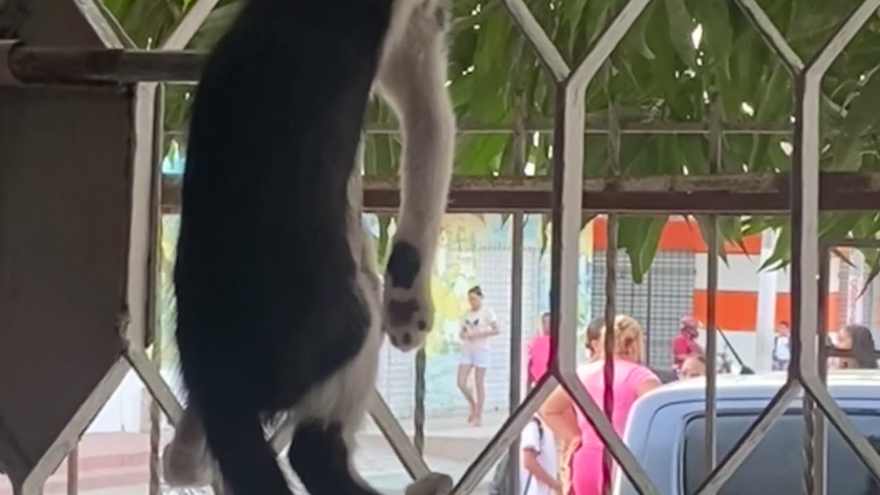 Kitten Climbs Up Gate to People Watch