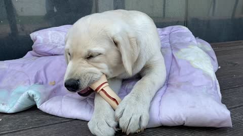 Cute puppy eat lunch