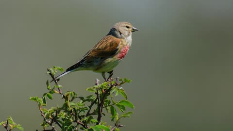 The Linnet: Close Up HD Footage (Linaria cannabina)