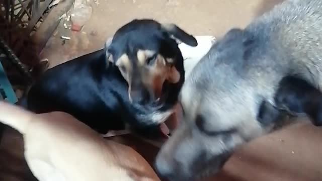 Dog
