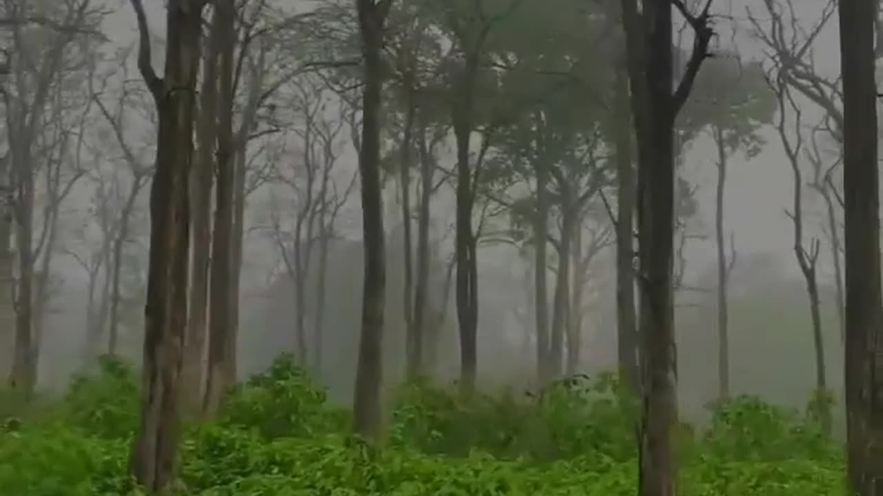 Nature’s Beauty: Forests and Wildlife