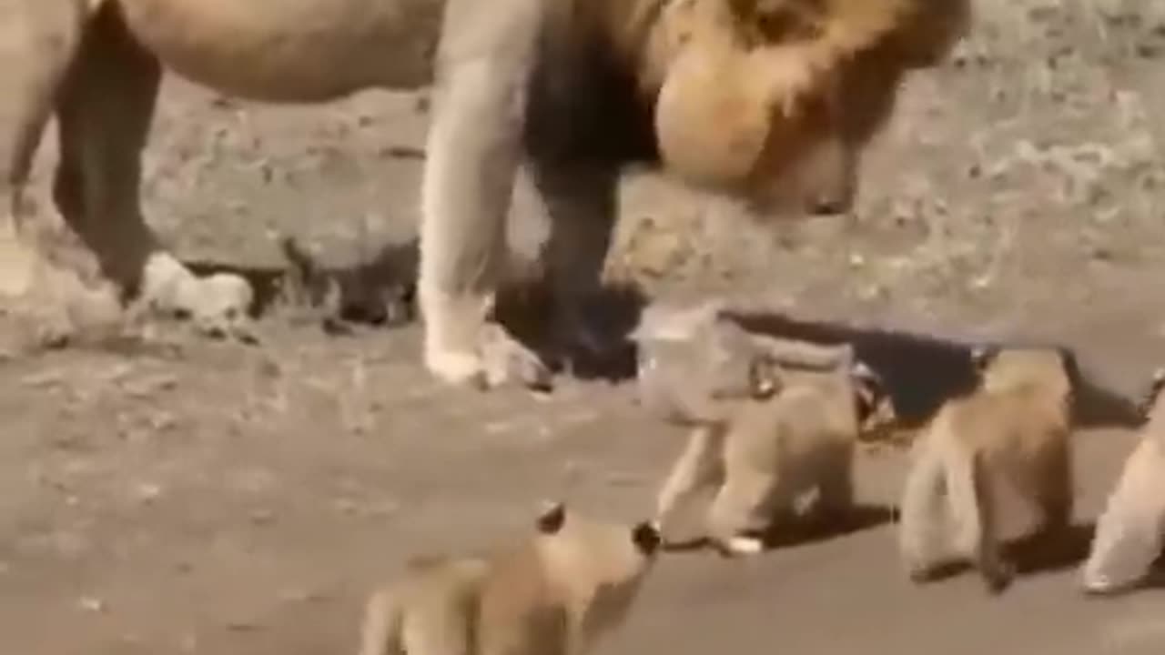 Best Funny Animal Videos of the year (2024), funniest animals ever. relax with cute animals video